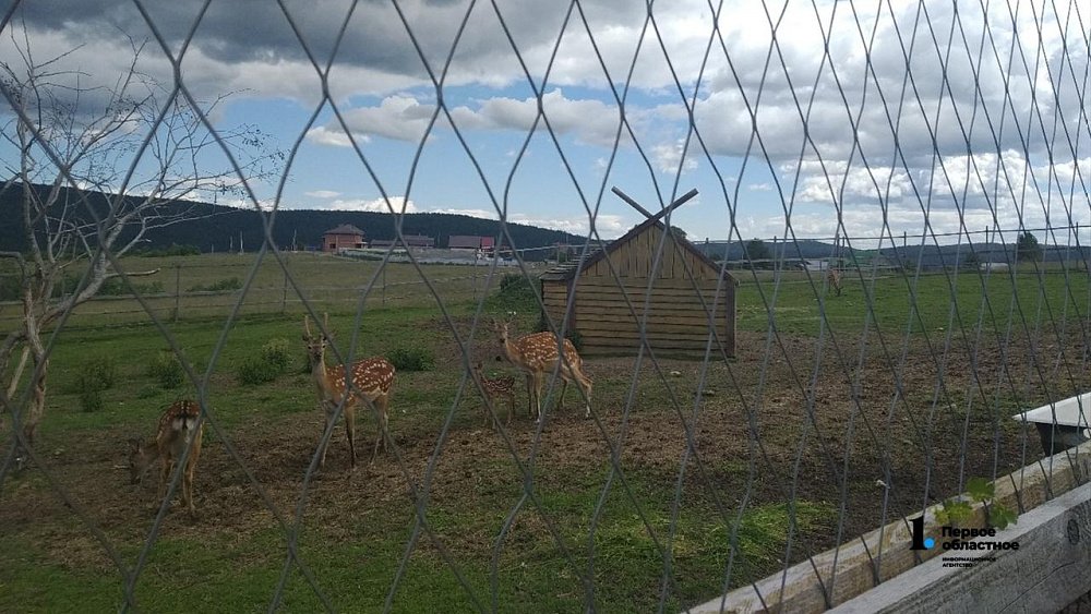 В нацпарке «Таганай» из-за ливней поднялся уровень воды в реке Большой Киалим