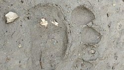 В окрестностях Миасса появился медвежонок