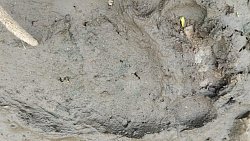 В окрестностях Миасса появился медвежонок