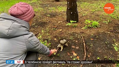 Гостьи из Сибири в сюжете «У белок новый дом»