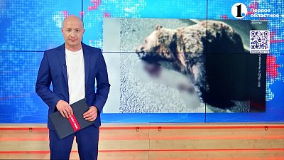 На трассе Магнитогорск-Ира сбили медведя