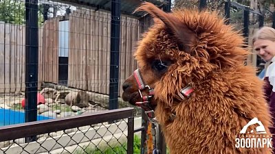 В Челябинском зоопарке на прогулку вышли Дуся и Маруся