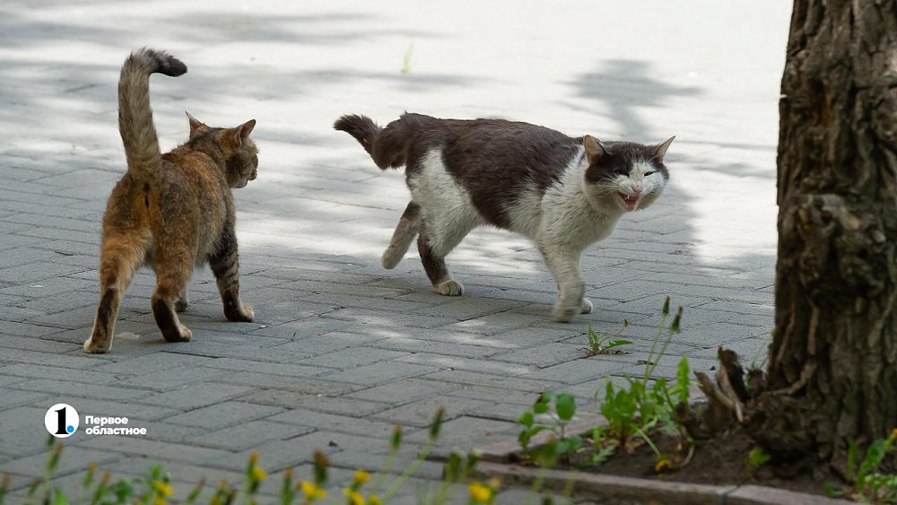С начала года на Южном Урале от бешенства умерли больше 20 животных