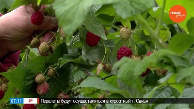 Сладкая малина до самого снега в рубрике «Руки садовода»