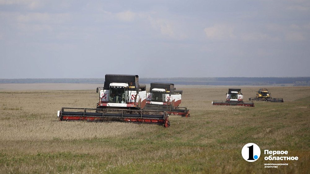 Аграрии Челябинской области столкнулись с пшеничной аномалией при сборе урожая