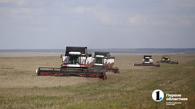 Аграрии Челябинской области столкнулись с пшеничной аномалией при сборе урожая