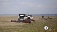 Аграрии Челябинской области столкнулись с пшеничной аномалией при сборе урожая