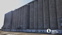 Аграрии Челябинской области столкнулись с пшеничной аномалией при сборе урожая