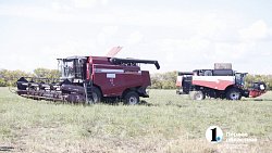 Аграрии Челябинской области столкнулись с пшеничной аномалией при сборе урожая