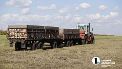 Аграрии Челябинской области столкнулись с пшеничной аномалией при сборе урожая