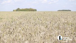 Аграрии Челябинской области столкнулись с пшеничной аномалией при сборе урожая