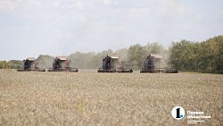 Аграрии Челябинской области столкнулись с пшеничной аномалией при сборе урожая