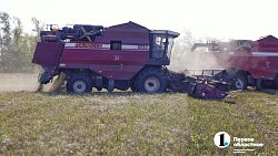 Аграрии Челябинской области столкнулись с пшеничной аномалией при сборе урожая