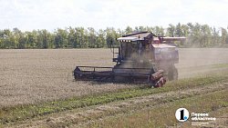 Аграрии Челябинской области столкнулись с пшеничной аномалией при сборе урожая