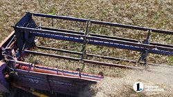 Аграрии Челябинской области столкнулись с пшеничной аномалией при сборе урожая