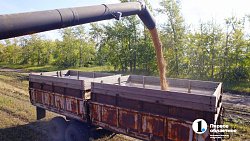 Аграрии Челябинской области столкнулись с пшеничной аномалией при сборе урожая