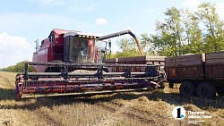 Аграрии Челябинской области столкнулись с пшеничной аномалией при сборе урожая