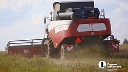 Аграрии Челябинской области столкнулись с пшеничной аномалией при сборе урожая
