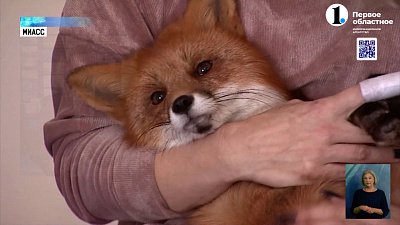 Дикие животные дома: хорошо или плохо?