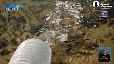 В Снежинское озеро запустили молодь сазана