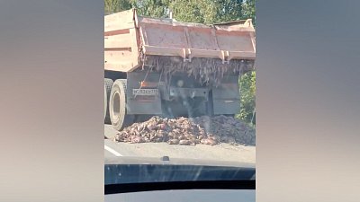 В Сосновском районе на дороге рассыпали туши цыплят