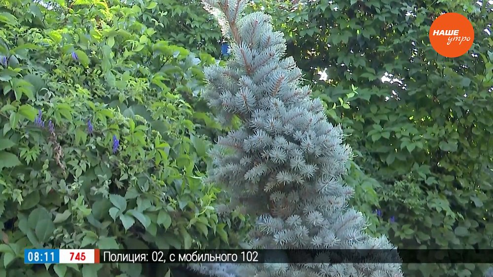 Хвойные в саду. Выбираем нужный сорт в рубрике «Руки садовода»