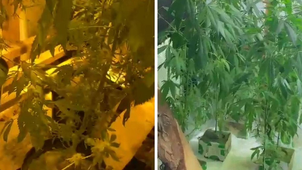 В Челябинске задержали мужчину, вырастившего 24 куста конопли