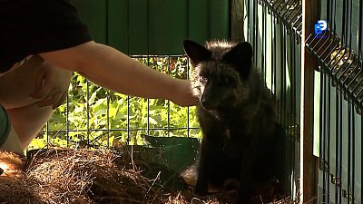 Одомашнить не получится!