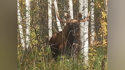 В нацпарке «Зигальга» неспешно гуляющий лось попал на видео