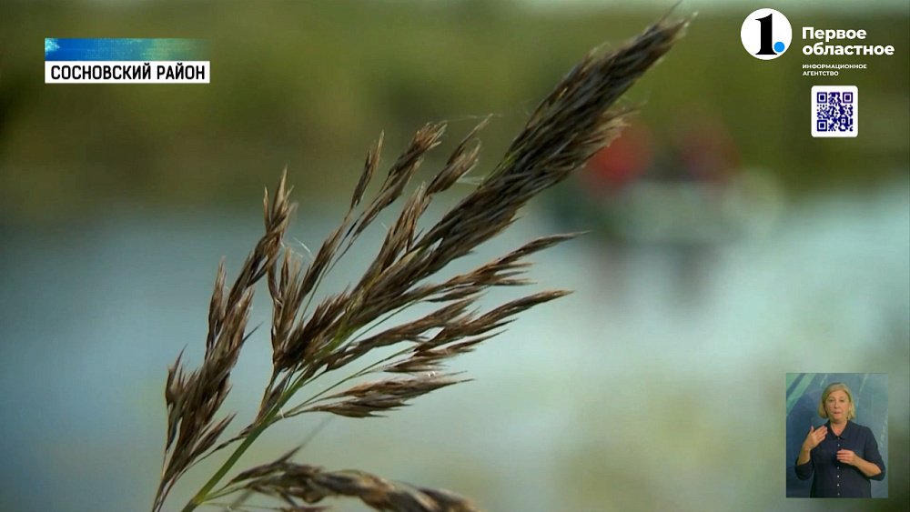 На месте будущего фанпарка в Сосновском районе проверяют состояние природы