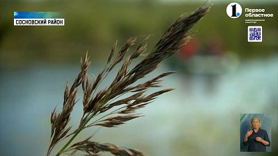 На месте будущего фанпарка в Сосновском районе проверяют состояние природы