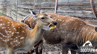 В Челябинском зоопарке пятнистых оленей угостили тыквой