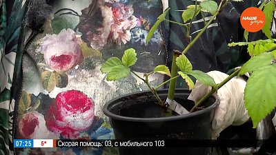 Ежевика осенью: важные операции для будущих урожаев в рубрике «Руки садовода»