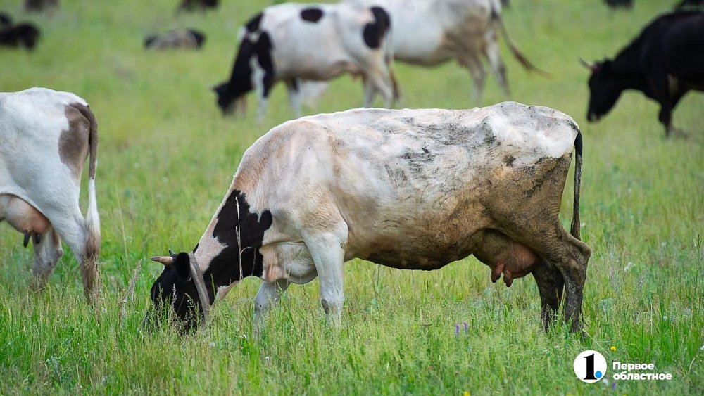 Половина предков южноуральцев не переносила свежее молоко