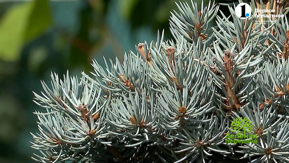 Выбор хвойных для сада