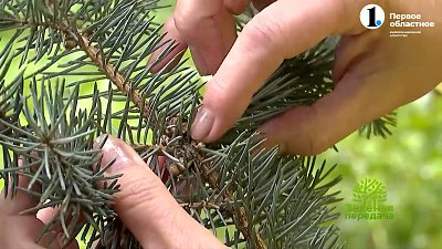 Ложнощитовка на елях