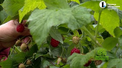 Ремонтантные сорта малины, которые не подведут