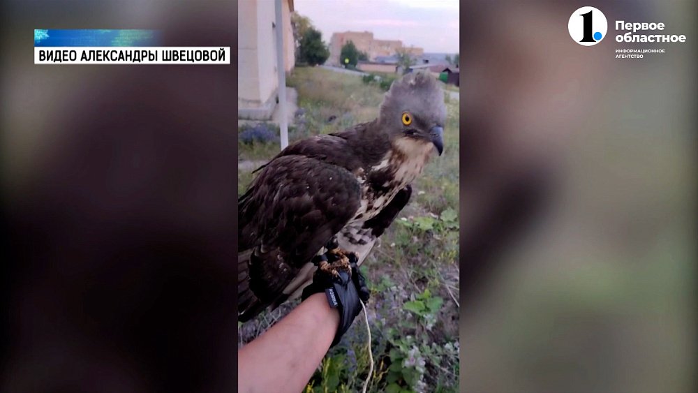 И синица, и журавль. Девушка организовала дома приют для птиц