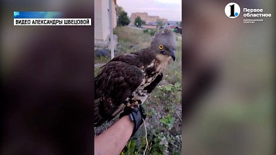 И синица, и журавль. Девушка организовала дома приют для птиц