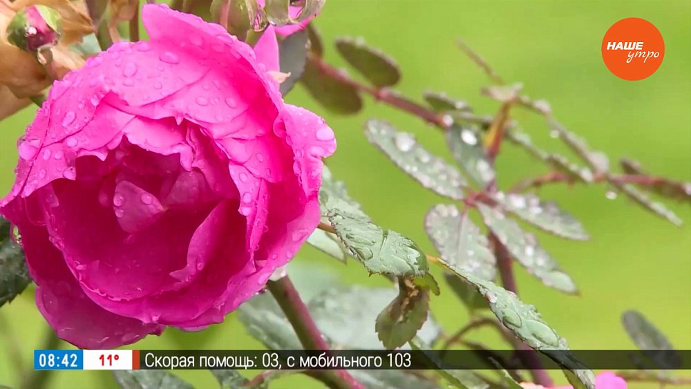 Проведем диагностику в рубрике «Руки садовода»