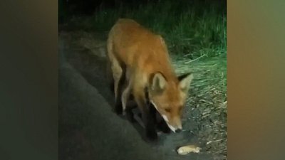 Лисица попала в объектив камеры очевидца в Копейске