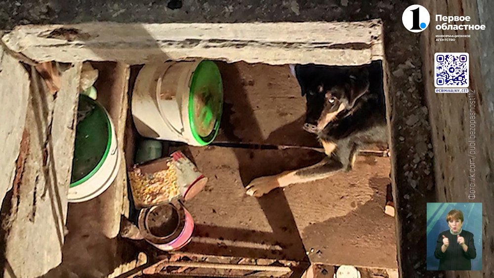 Спасатели вытащили собаку из погреба