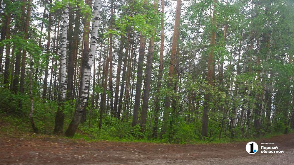 В Челябинской области больше суток искали пенсионера, заблудившегося во время сбора грибов