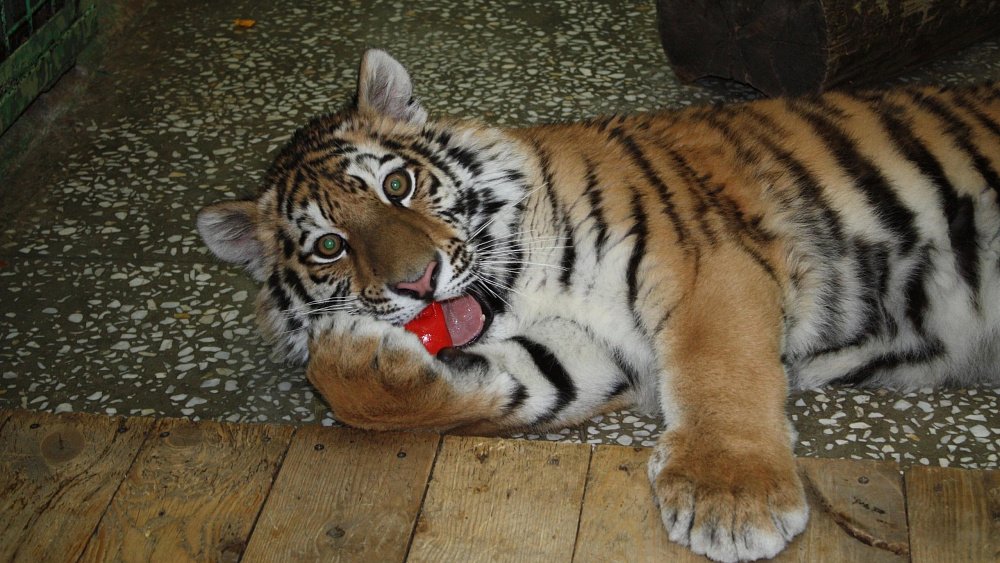 В Челябинском зоопарке проведут лекцию об уязвимости амурского тигра