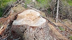 В Челябинской области предприниматель незаконно вырубил деревья на 2 млн рублей