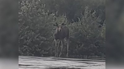 В Миассе лосенок поселился на территории предприятия