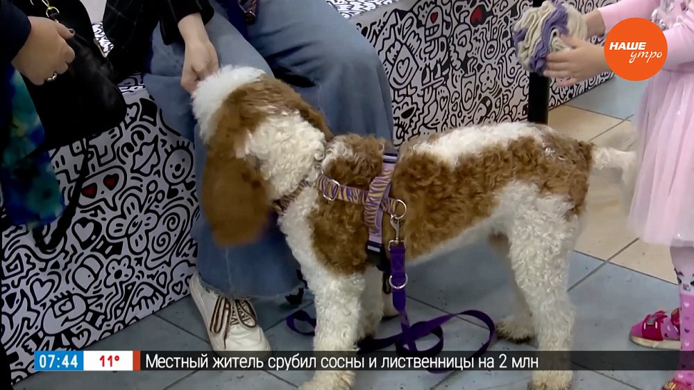 Четвероногие помощники в сюжете «Доверься собаке»