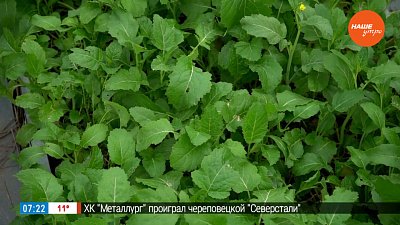 Зелёные удобрения – сидераты рубрике «Руки садовода»