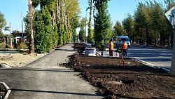 На улице Дарвина в Челябинске высадят шесть тысяч кустов кизильника