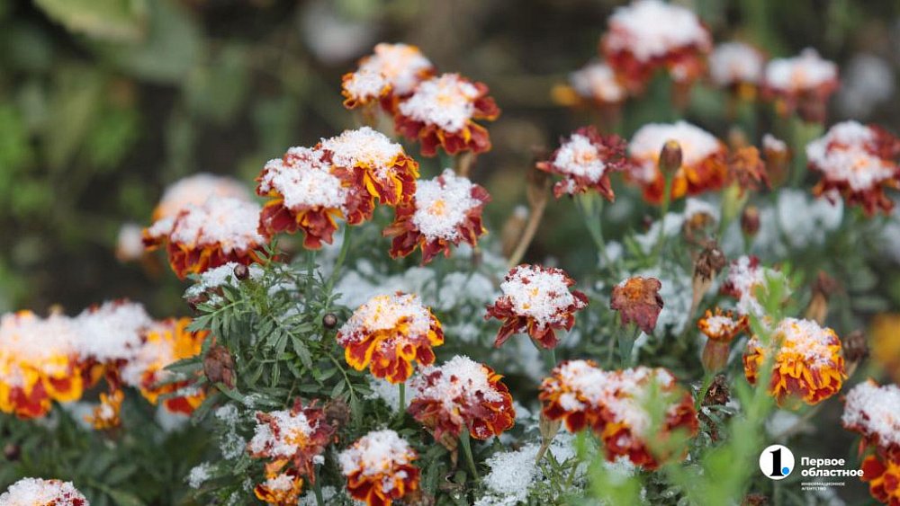 Ночные заморозки до −5 градусов и туманы ожидаются в Челябинской области 27 сентября